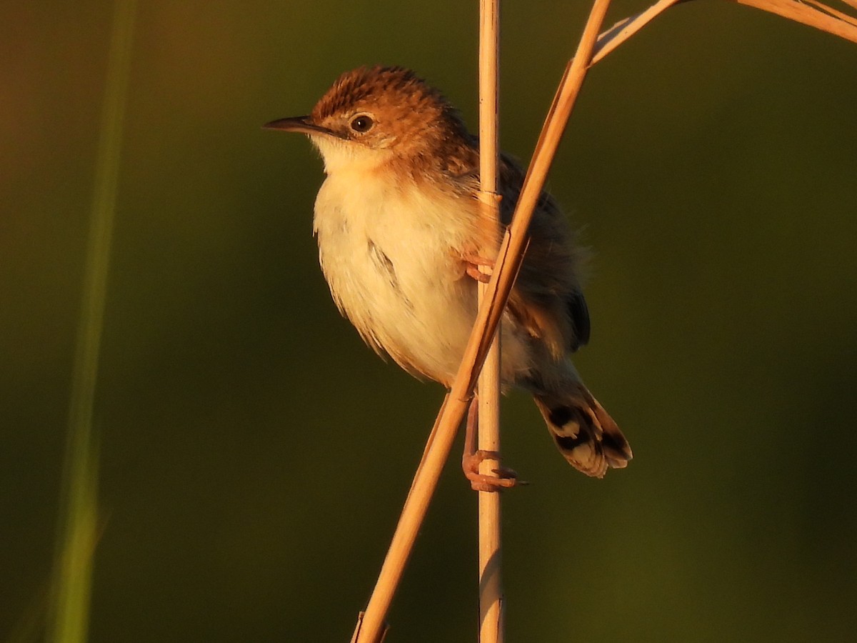 Zitting Cisticola - ML620459273