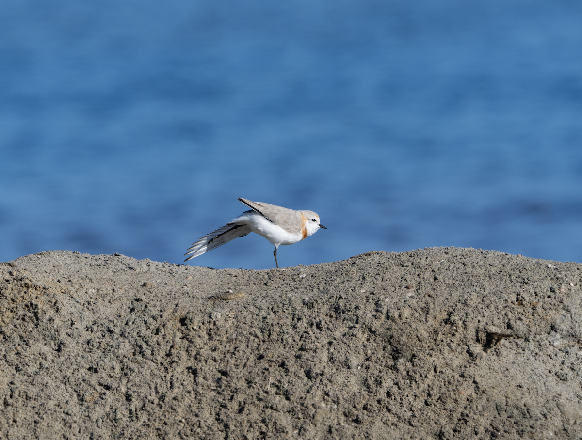 Chestnut-banded Plover - ML620459277