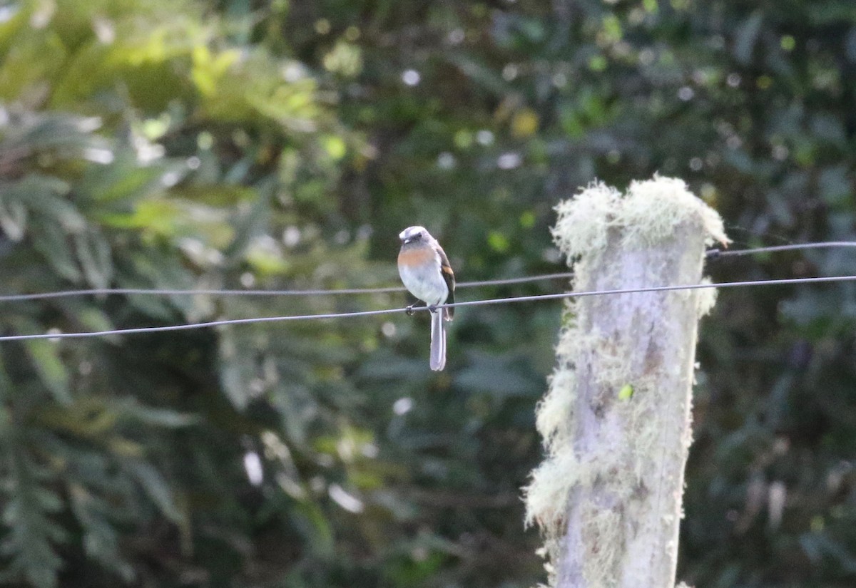 Rufous-breasted Chat-Tyrant - ML620459278