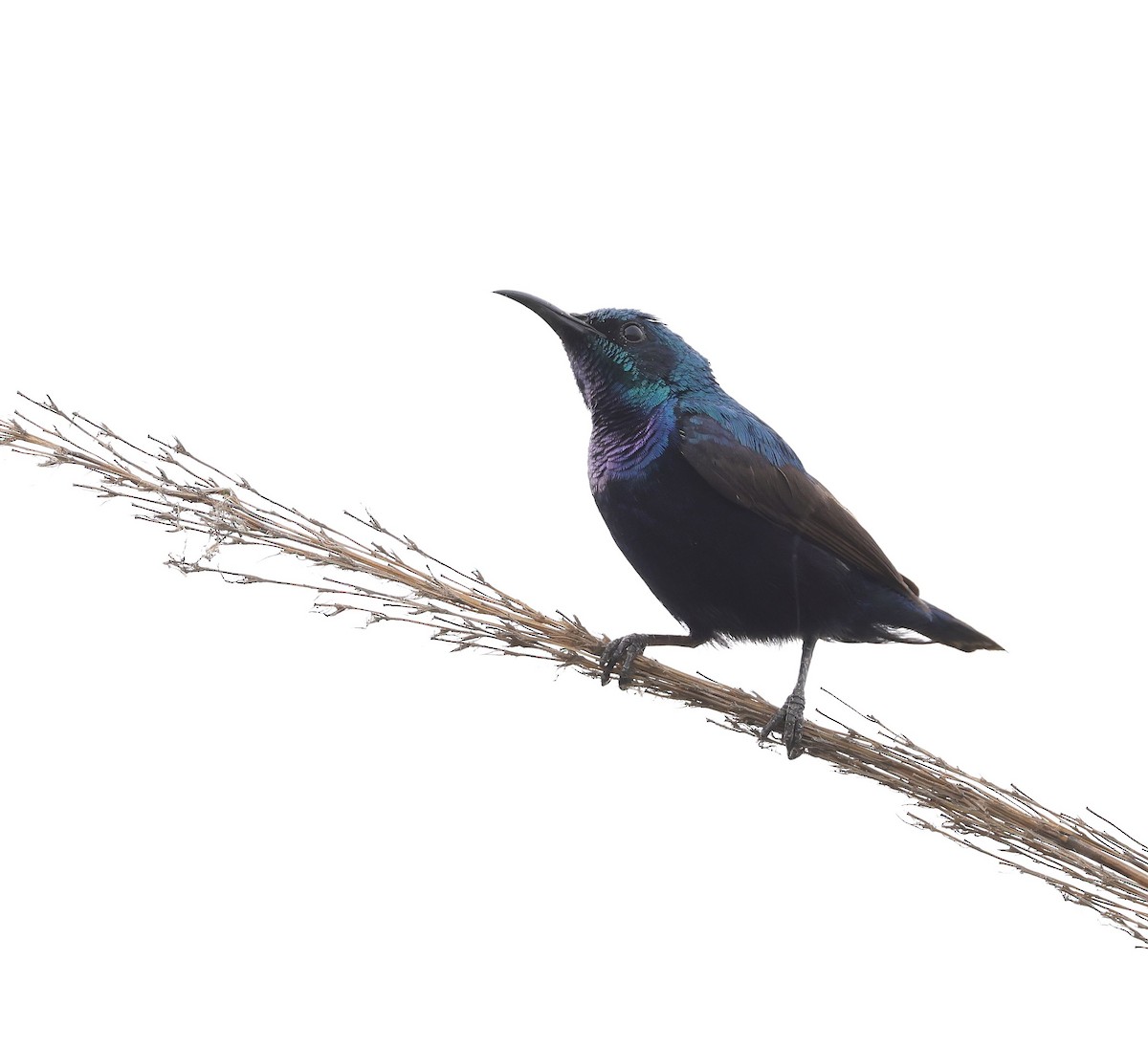 Purple Sunbird - ML620459289