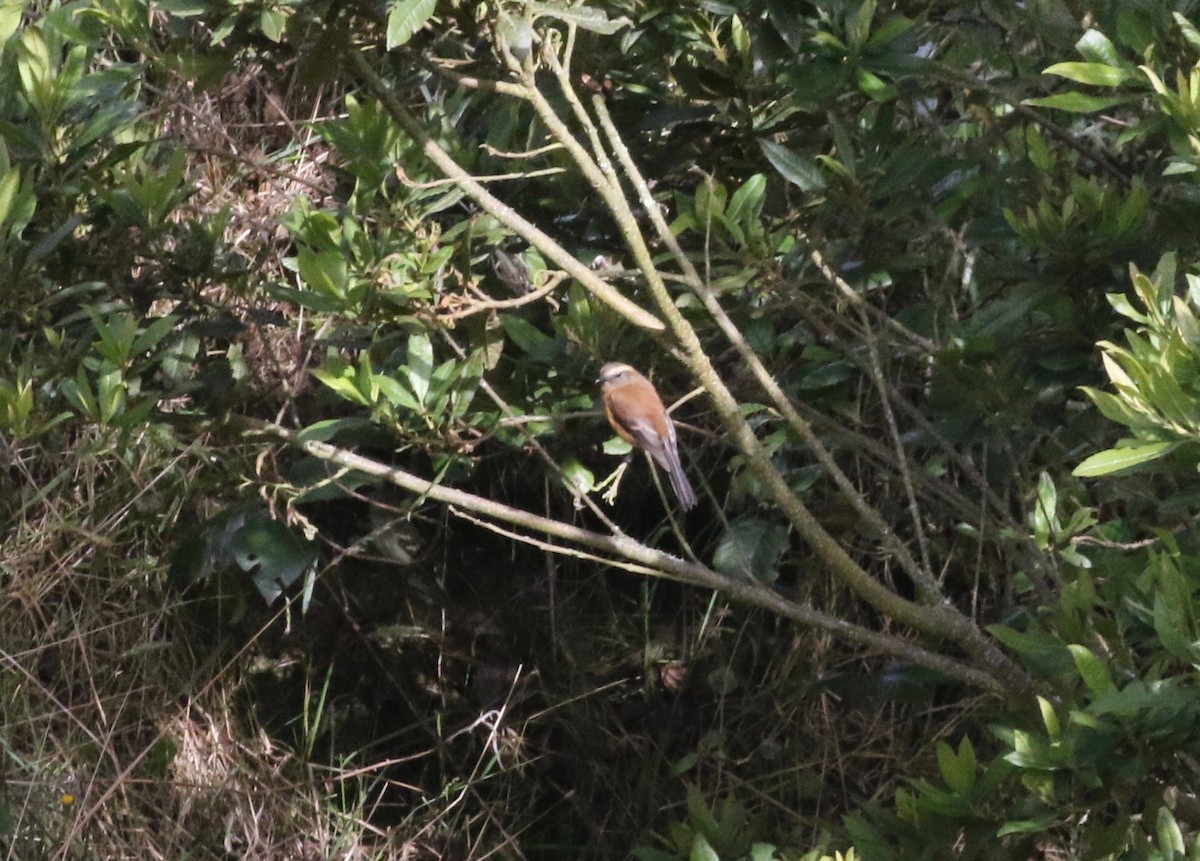 Brown-backed Chat-Tyrant - ML620459321