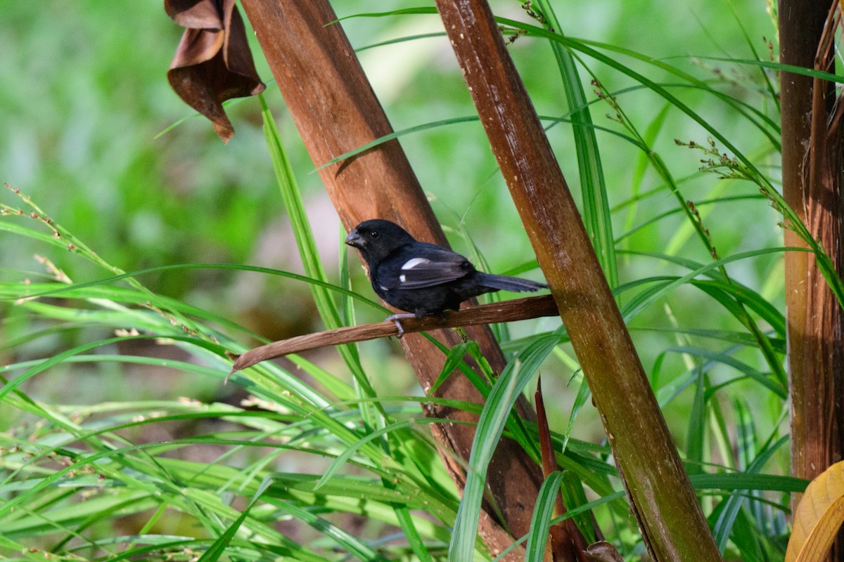 Variable Seedeater - ML620459325