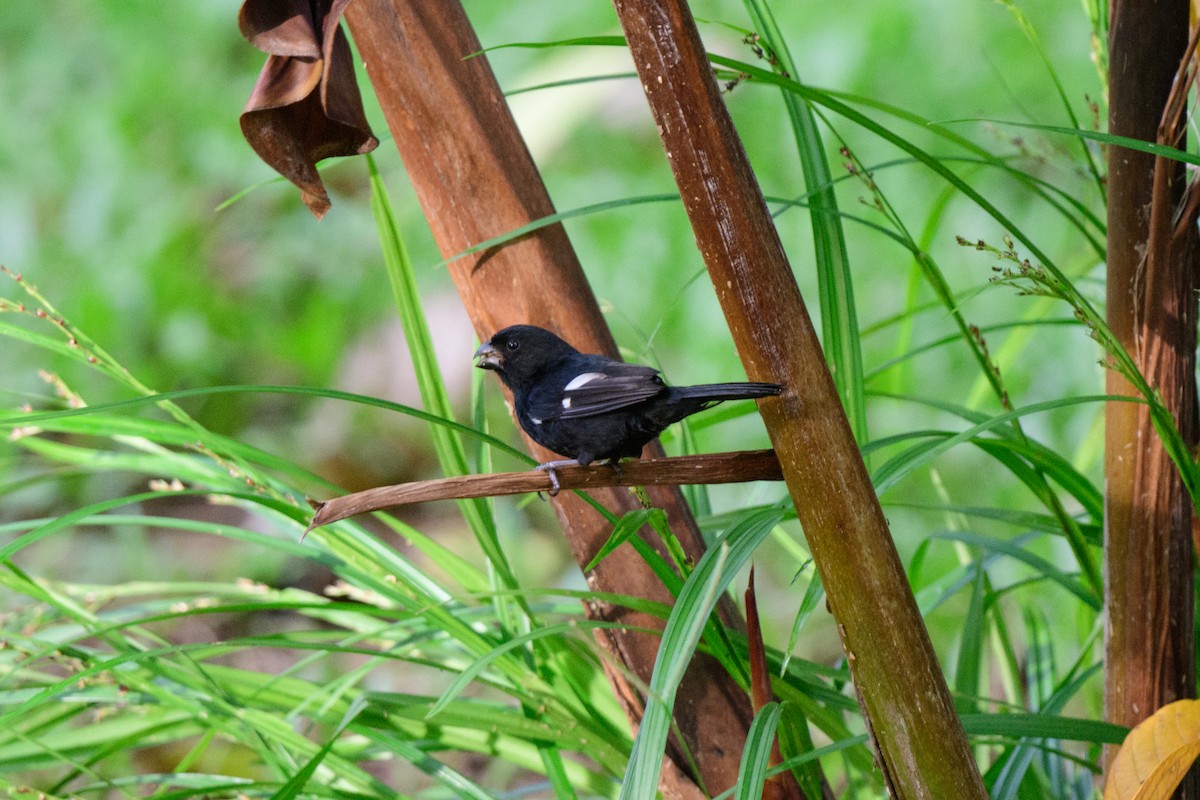 Variable Seedeater - ML620459326