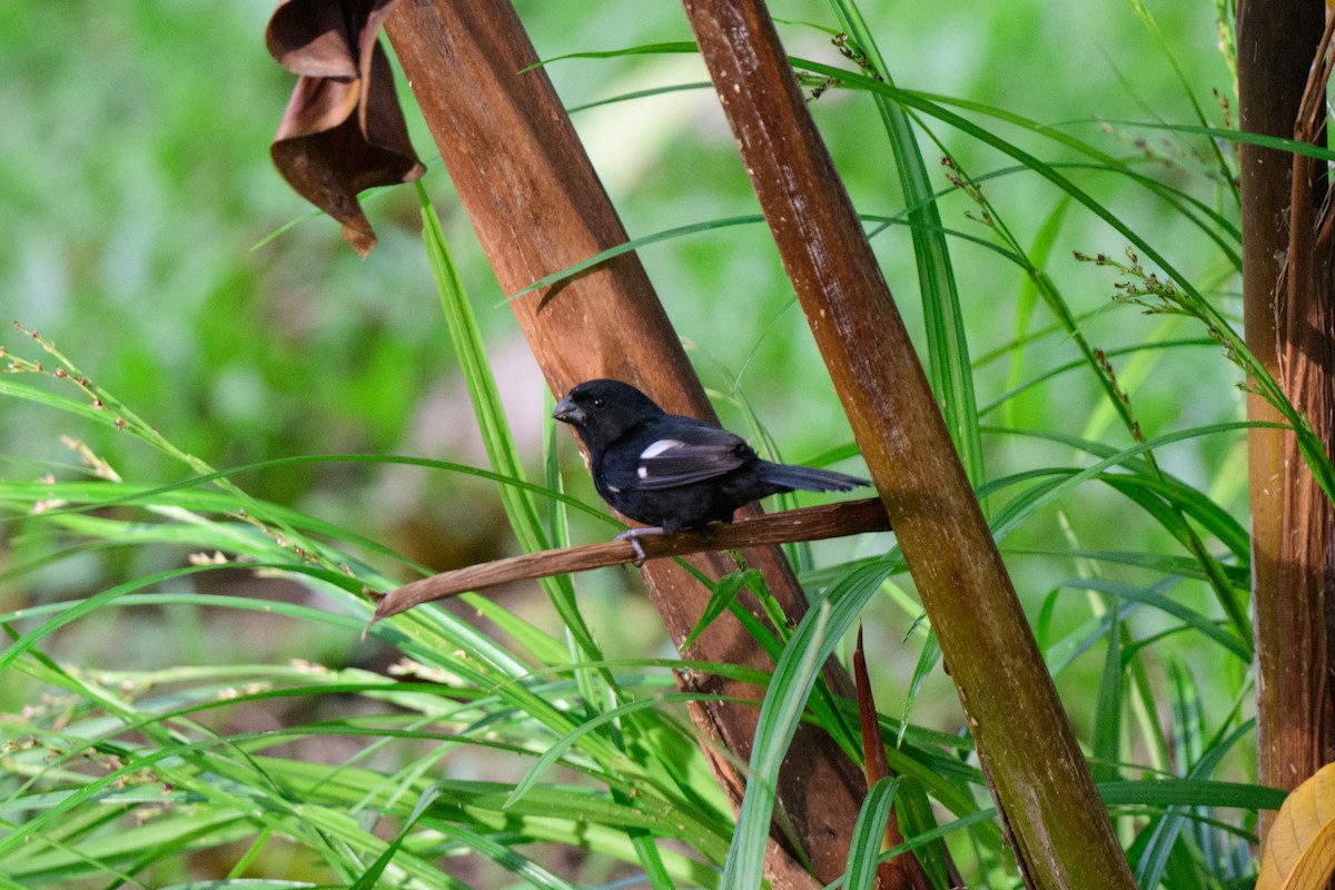 Variable Seedeater - ML620459327