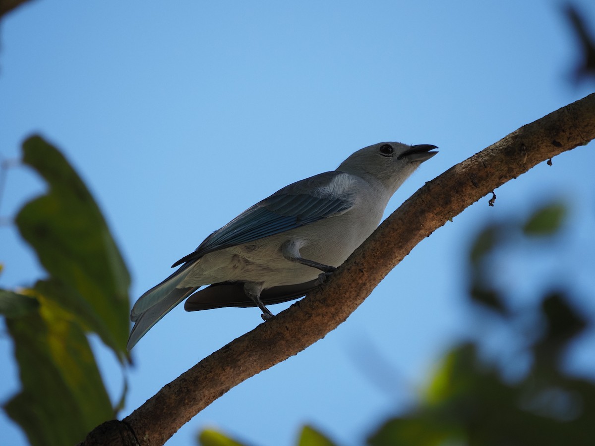 Blue-gray Tanager - Clemente Sanchez