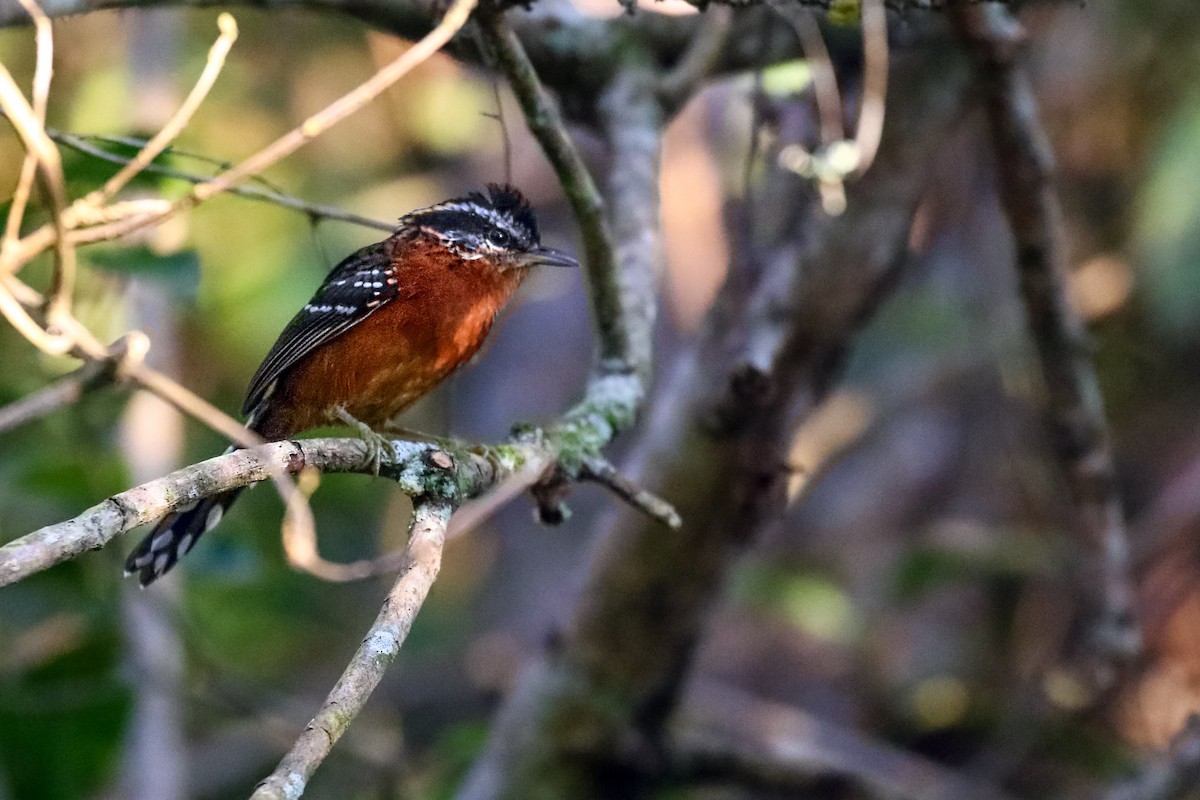 Ferruginous Antbird - ML620459345