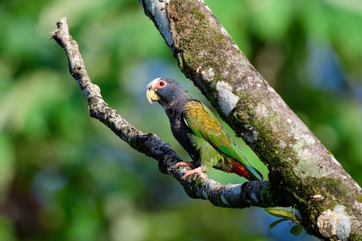 White-crowned Parrot - ML620459350