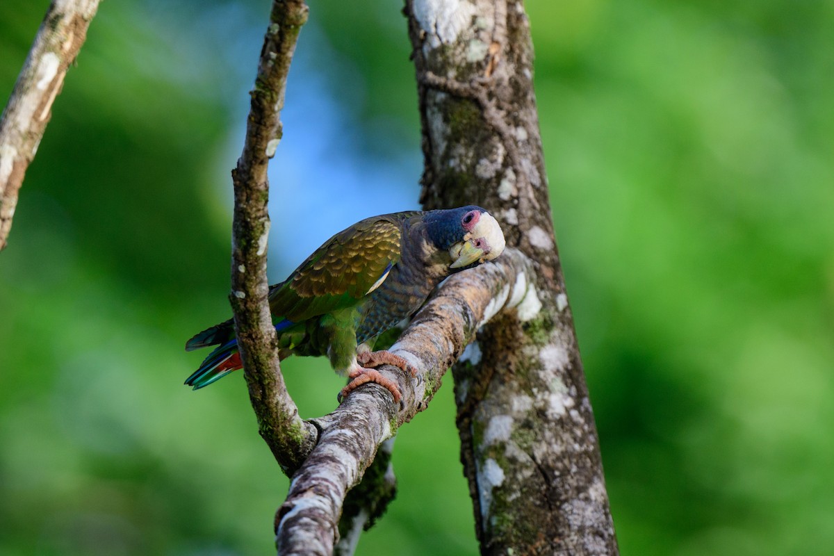 メキシコシロガシラインコ - ML620459353