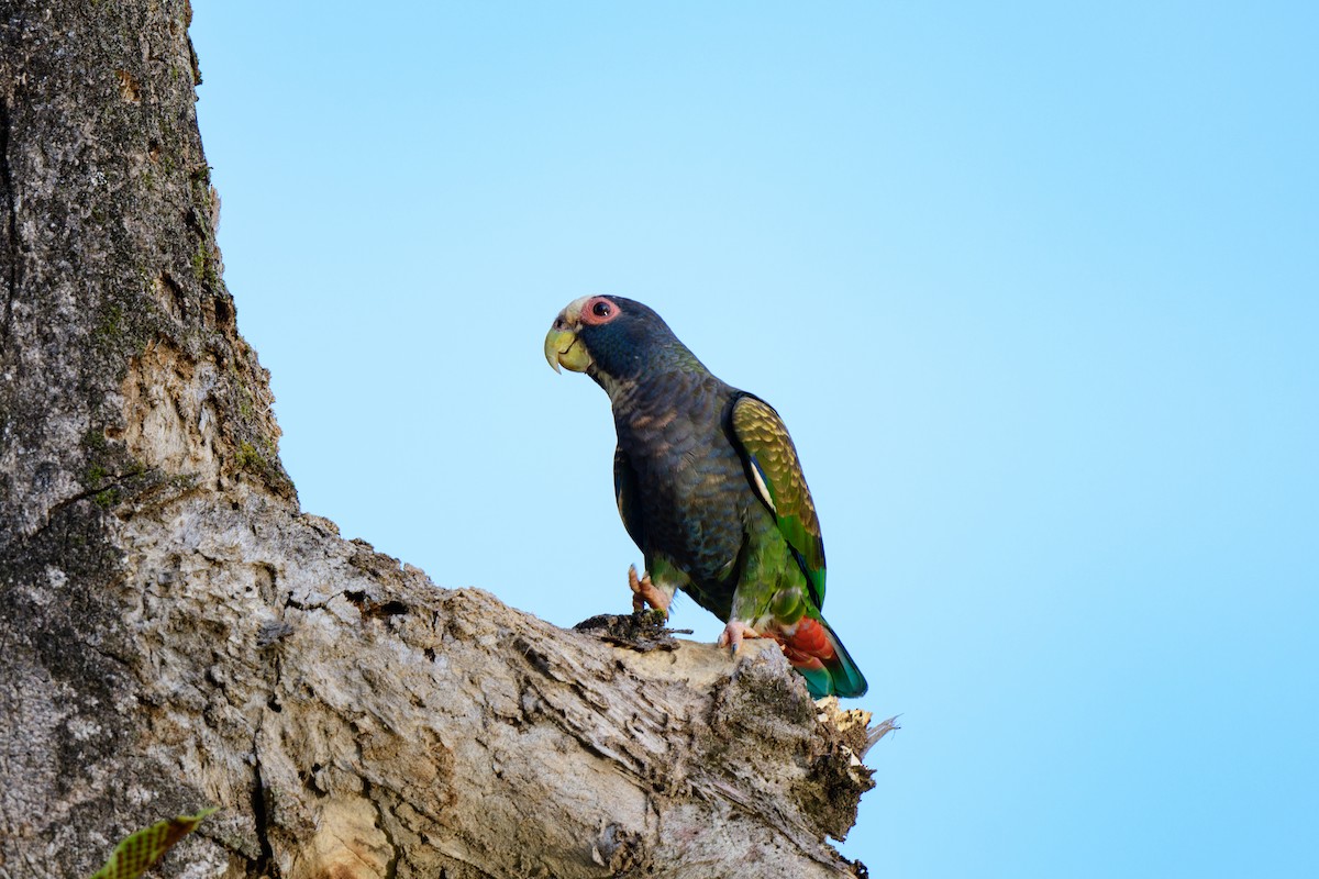 White-crowned Parrot - ML620459354