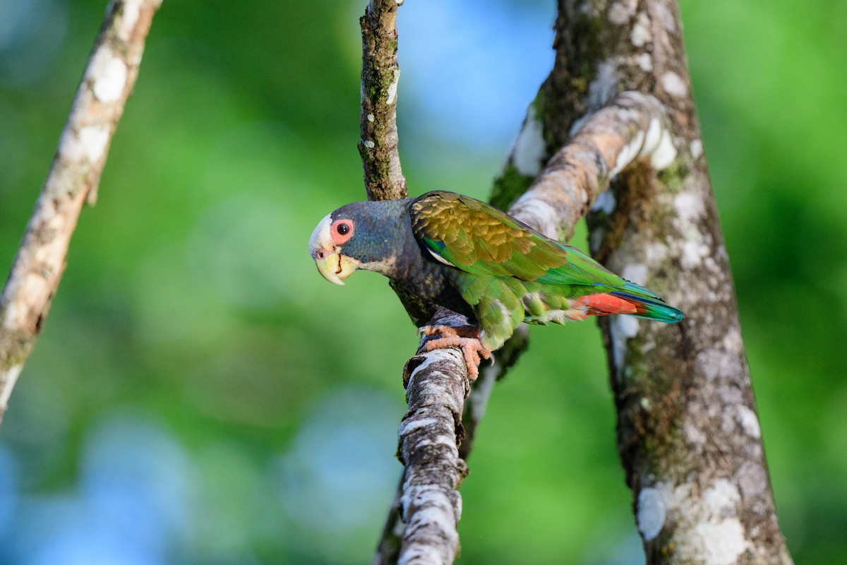 White-crowned Parrot - ML620459355
