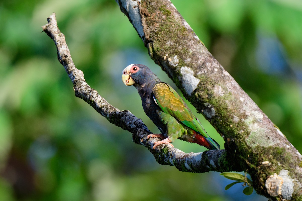 White-crowned Parrot - ML620459357