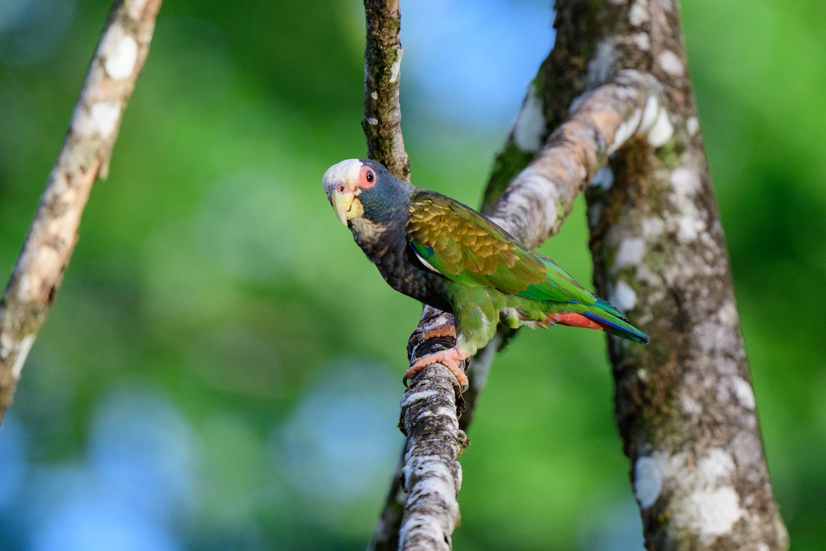White-crowned Parrot - ML620459358