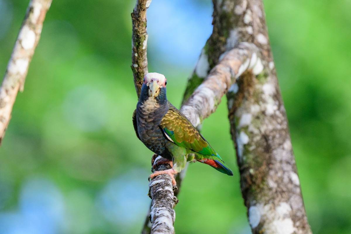 White-crowned Parrot - ML620459359