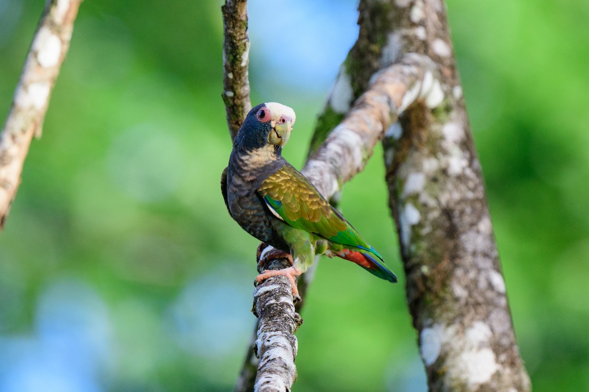 White-crowned Parrot - ML620459360