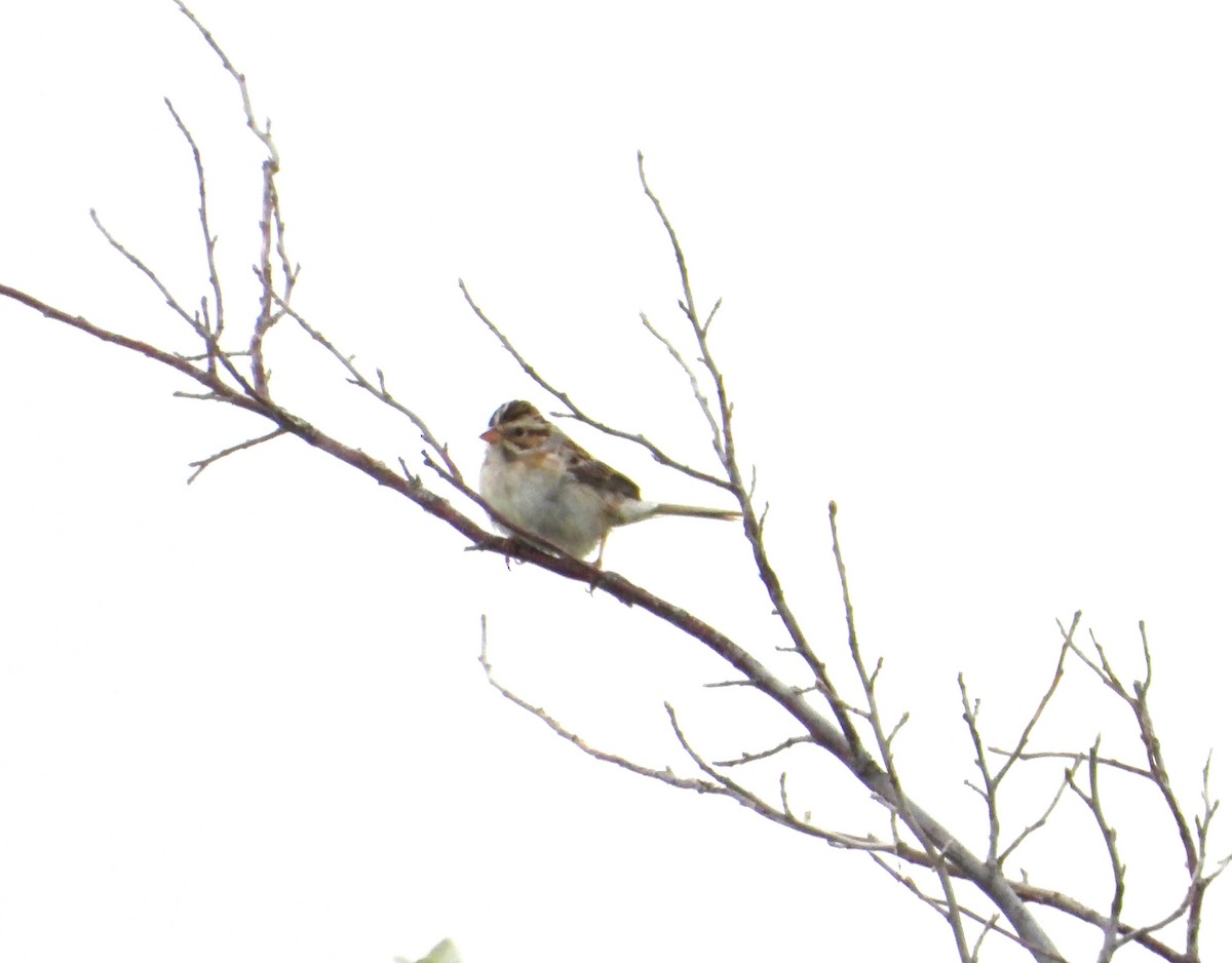 Clay-colored Sparrow - ML620459361