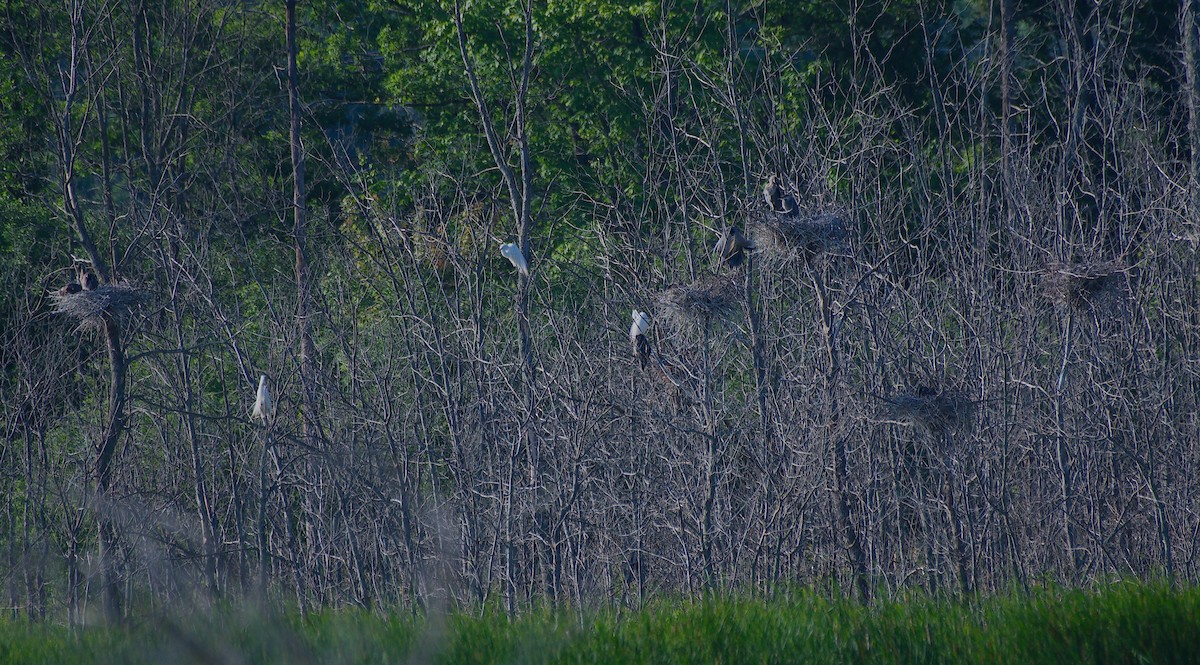 Great Blue Heron - ML620459373