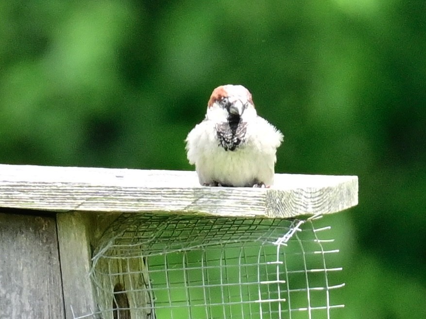 House Sparrow - ML620459374