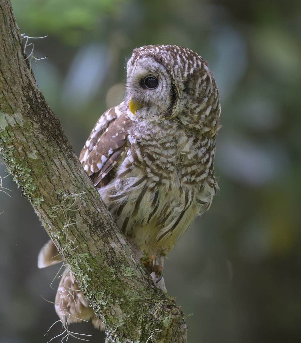 Barred Owl - ML620459381