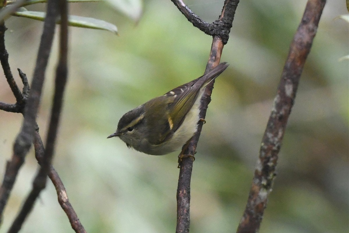 Buff-barred Warbler - ML620459383