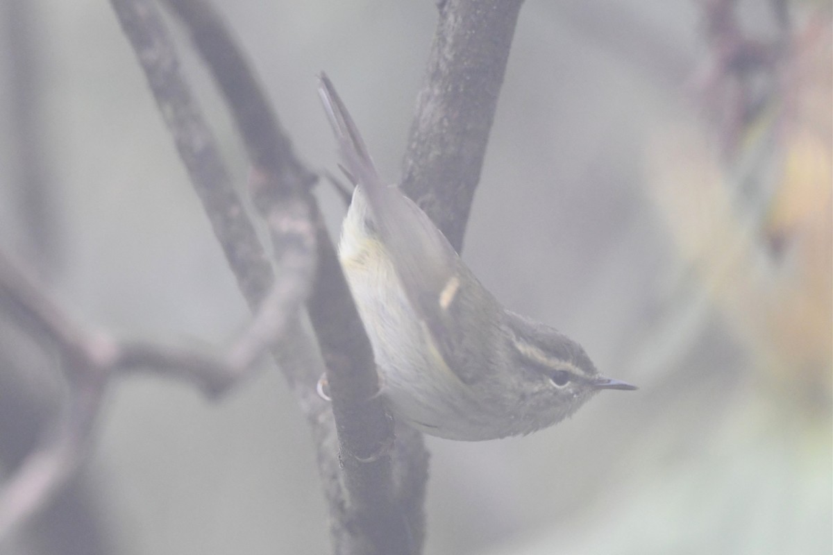 Buff-barred Warbler - ML620459384