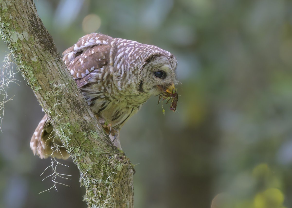 Barred Owl - ML620459387