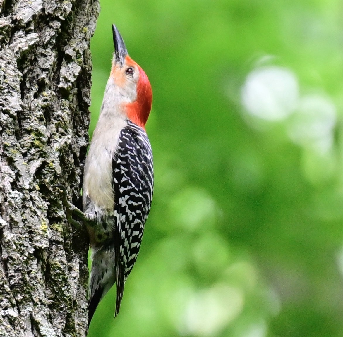 Red-bellied Woodpecker - ML620459391