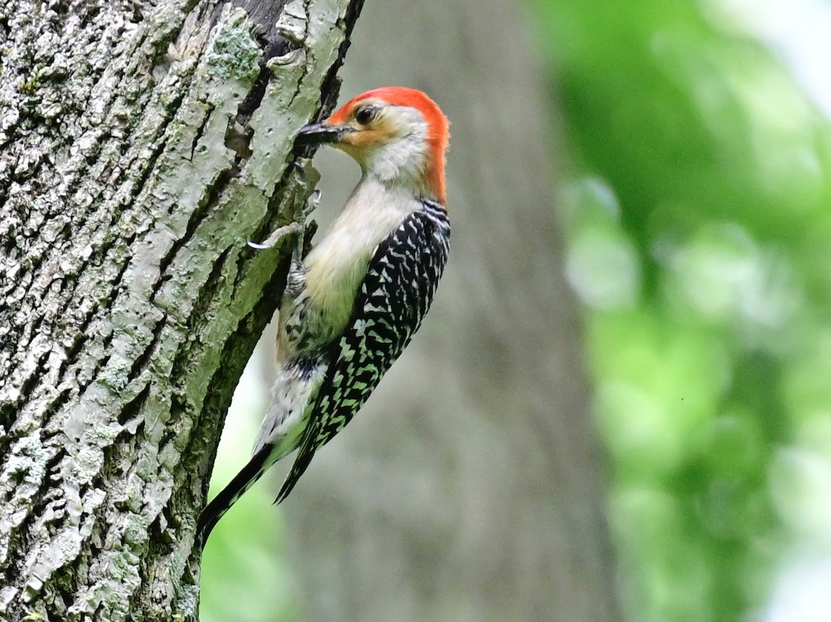 Red-bellied Woodpecker - ML620459395