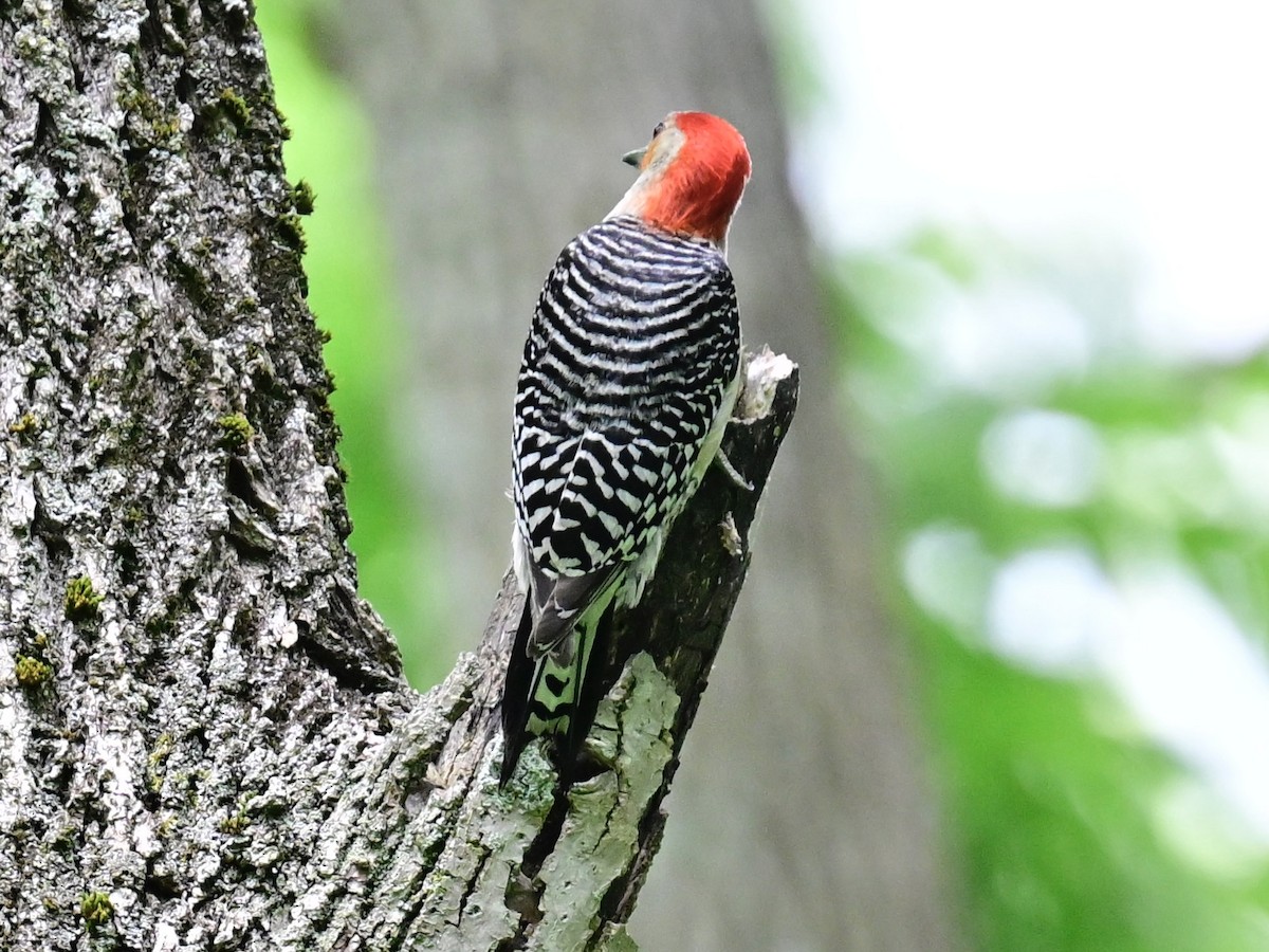 Red-bellied Woodpecker - ML620459396