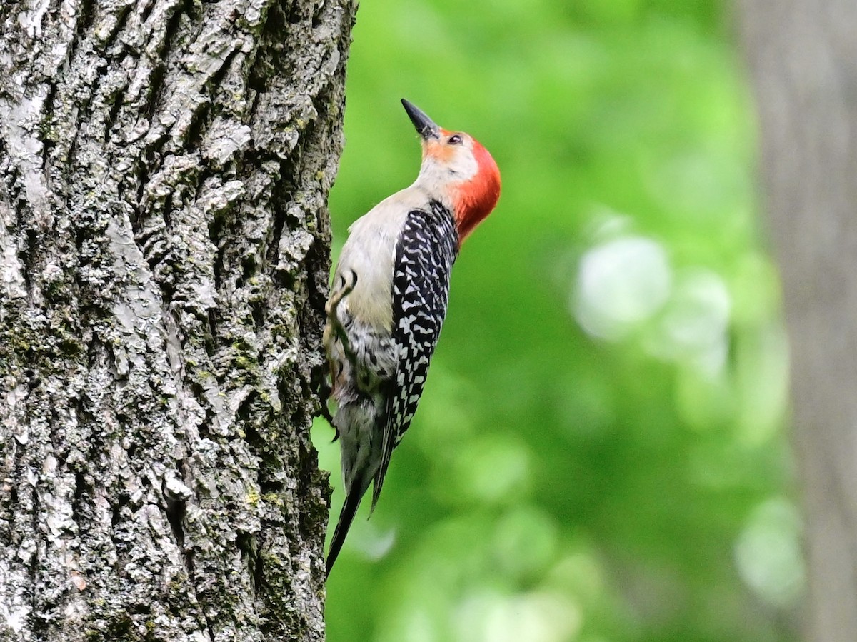 Red-bellied Woodpecker - ML620459397