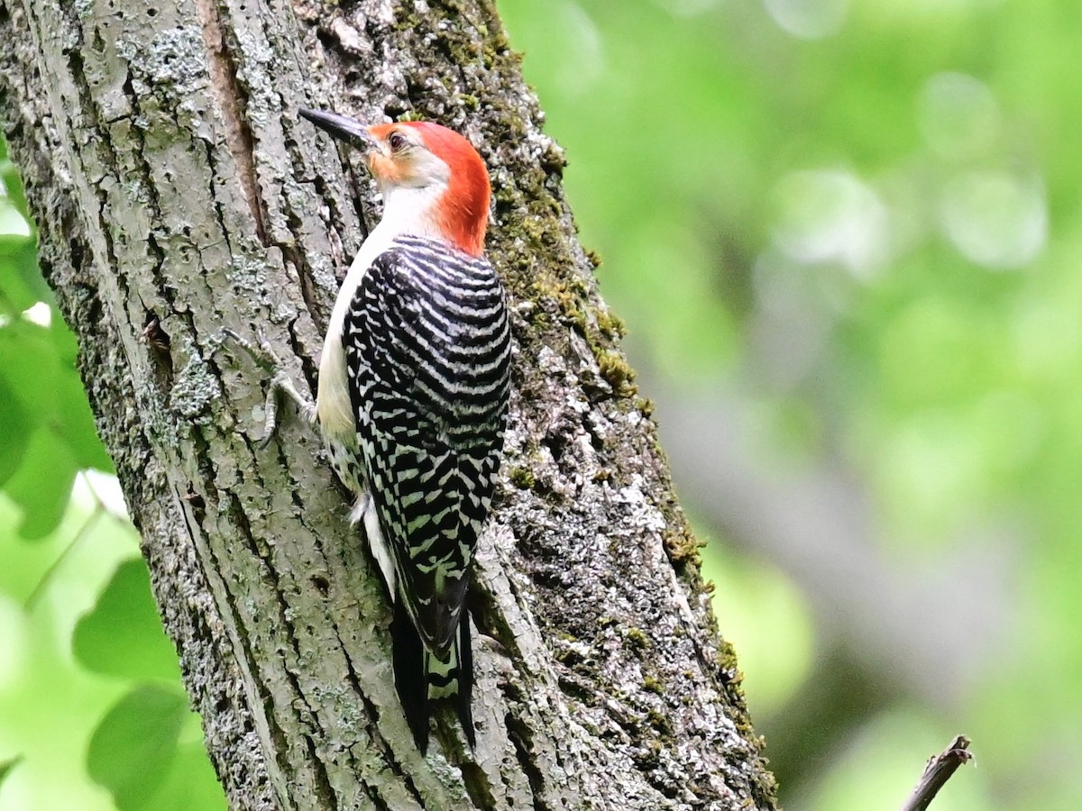 Red-bellied Woodpecker - ML620459398