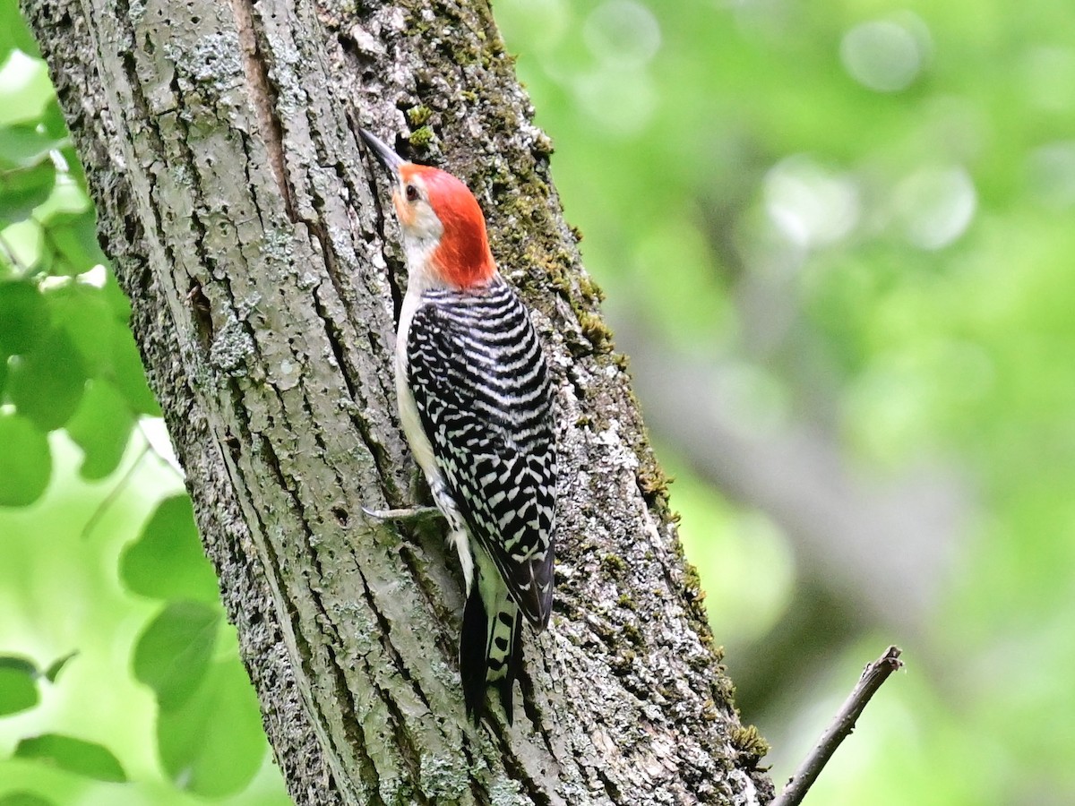 Red-bellied Woodpecker - ML620459399