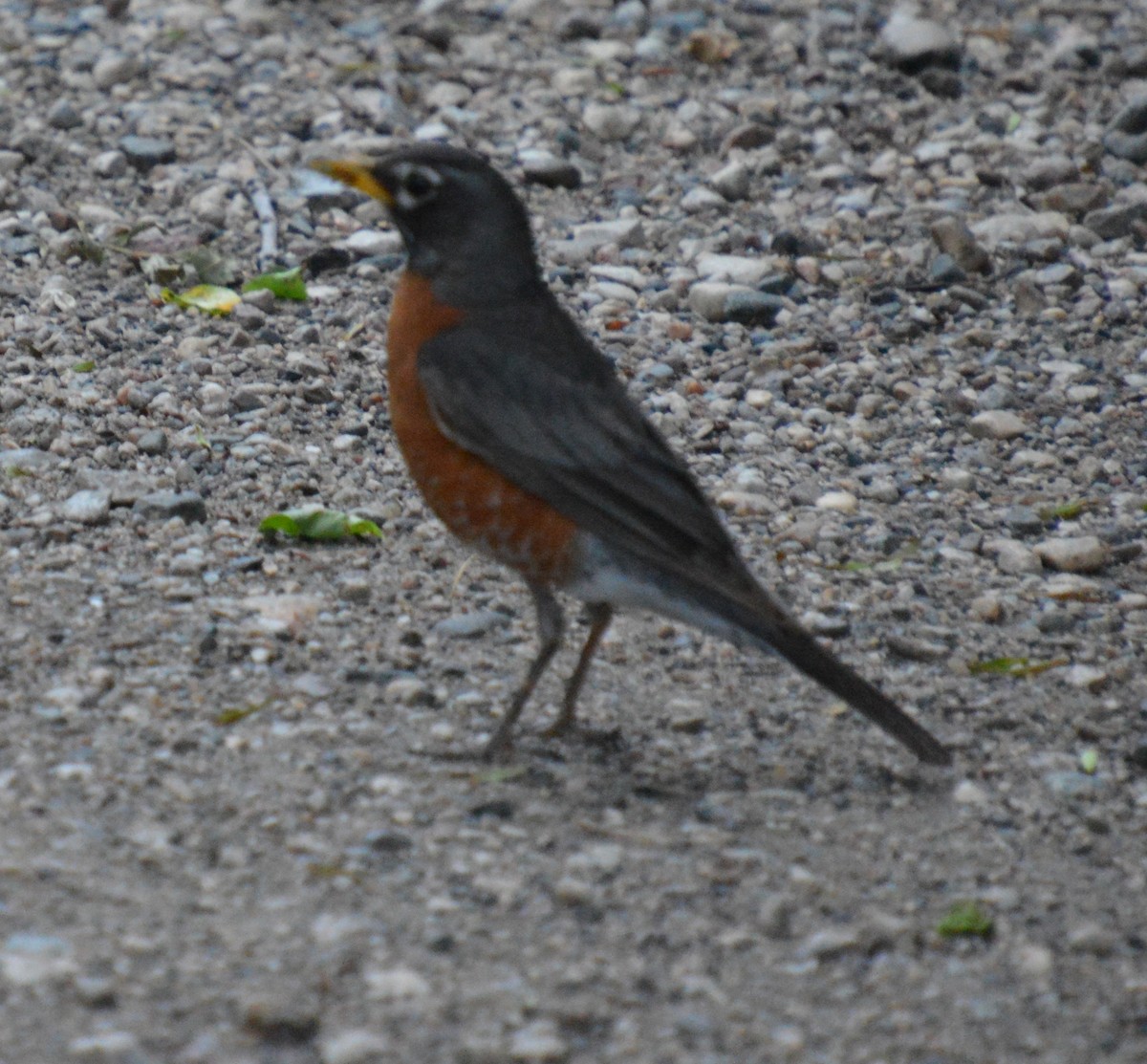 American Robin - ML620459402