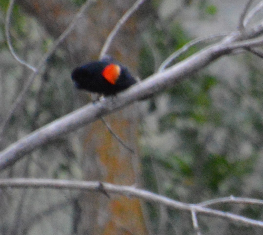 Red-winged Blackbird - ML620459404