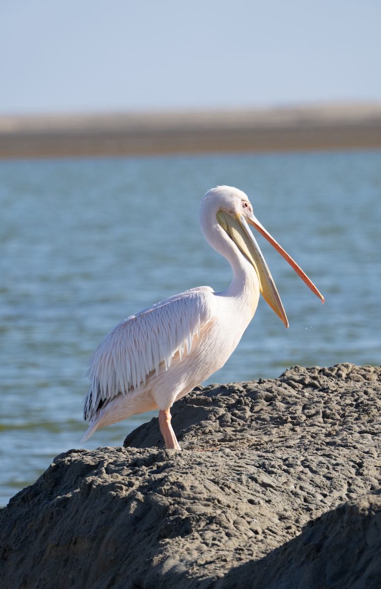 Great White Pelican - ML620459406