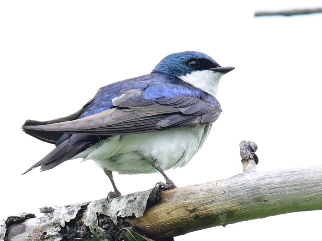 Golondrina Bicolor - ML620459408