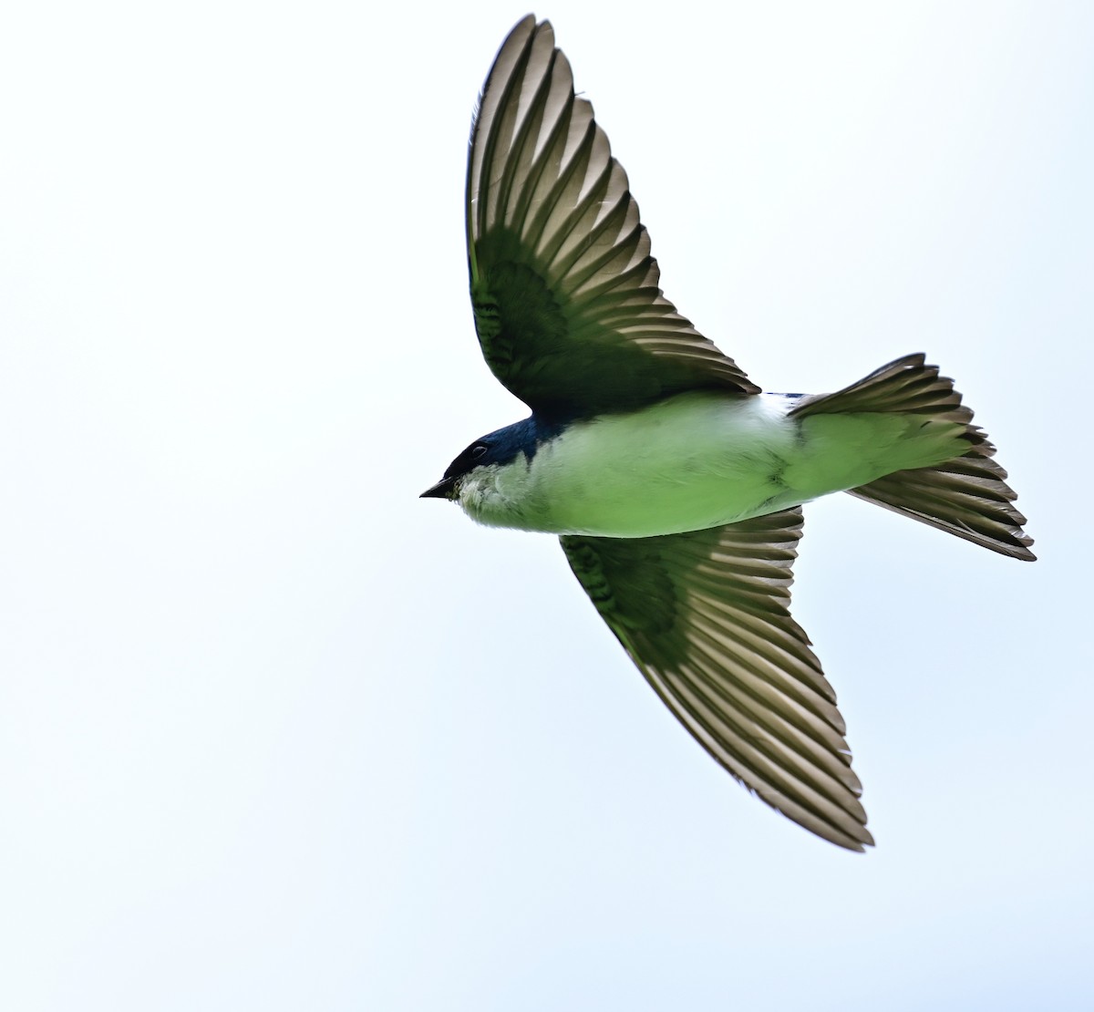 Golondrina Bicolor - ML620459413