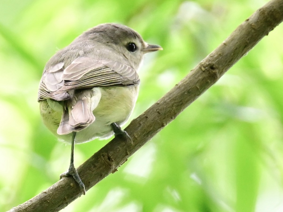 Warbling Vireo - ML620459422