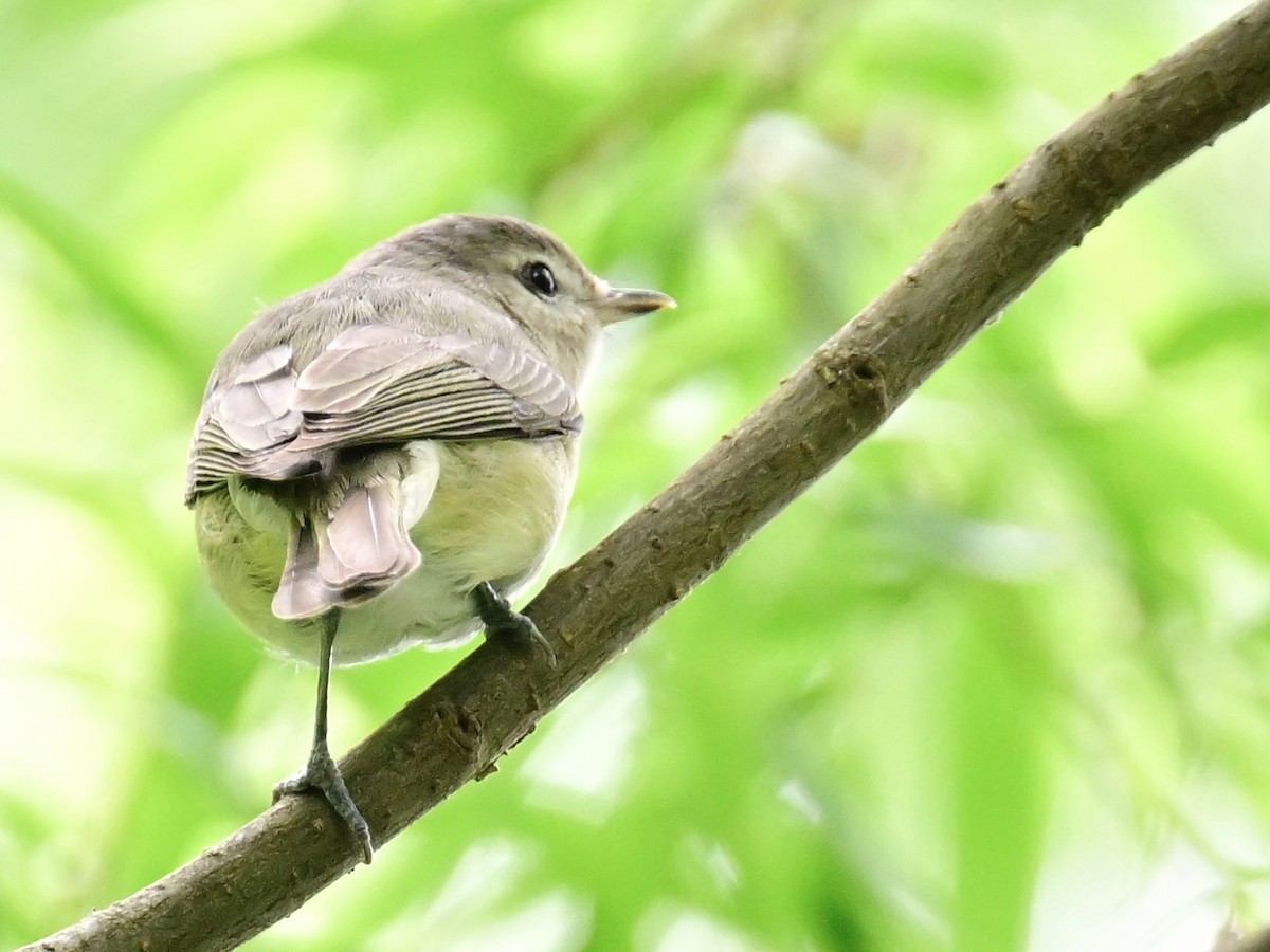 Warbling Vireo - ML620459423