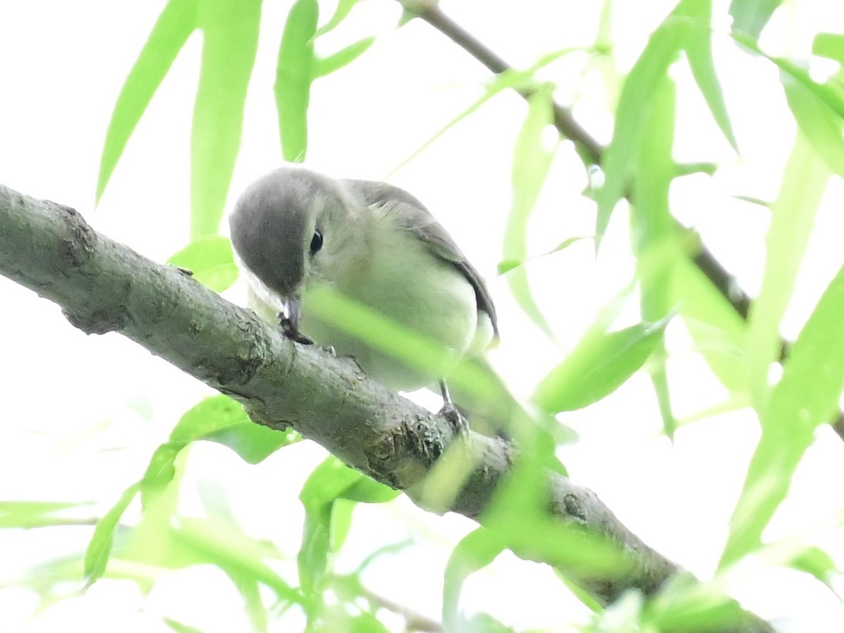 Warbling Vireo - Vivian Fung