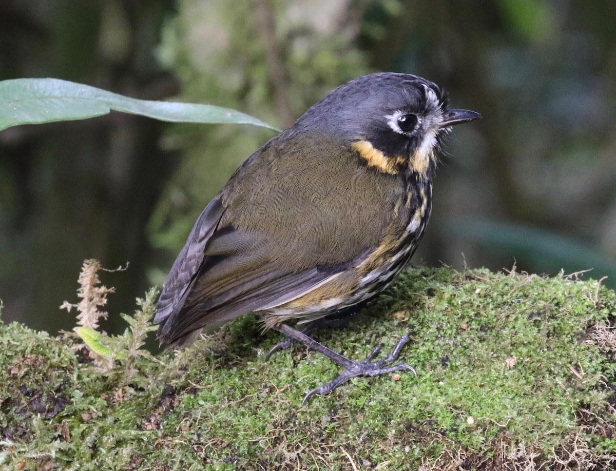 Crescent-faced Antpitta - ML620459431