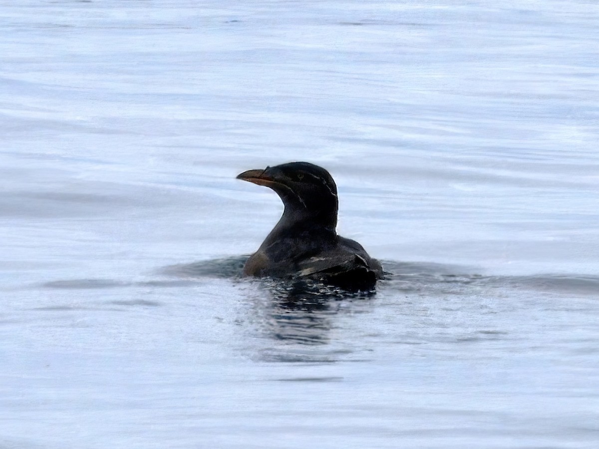 Rhinoceros Auklet - ML620459432