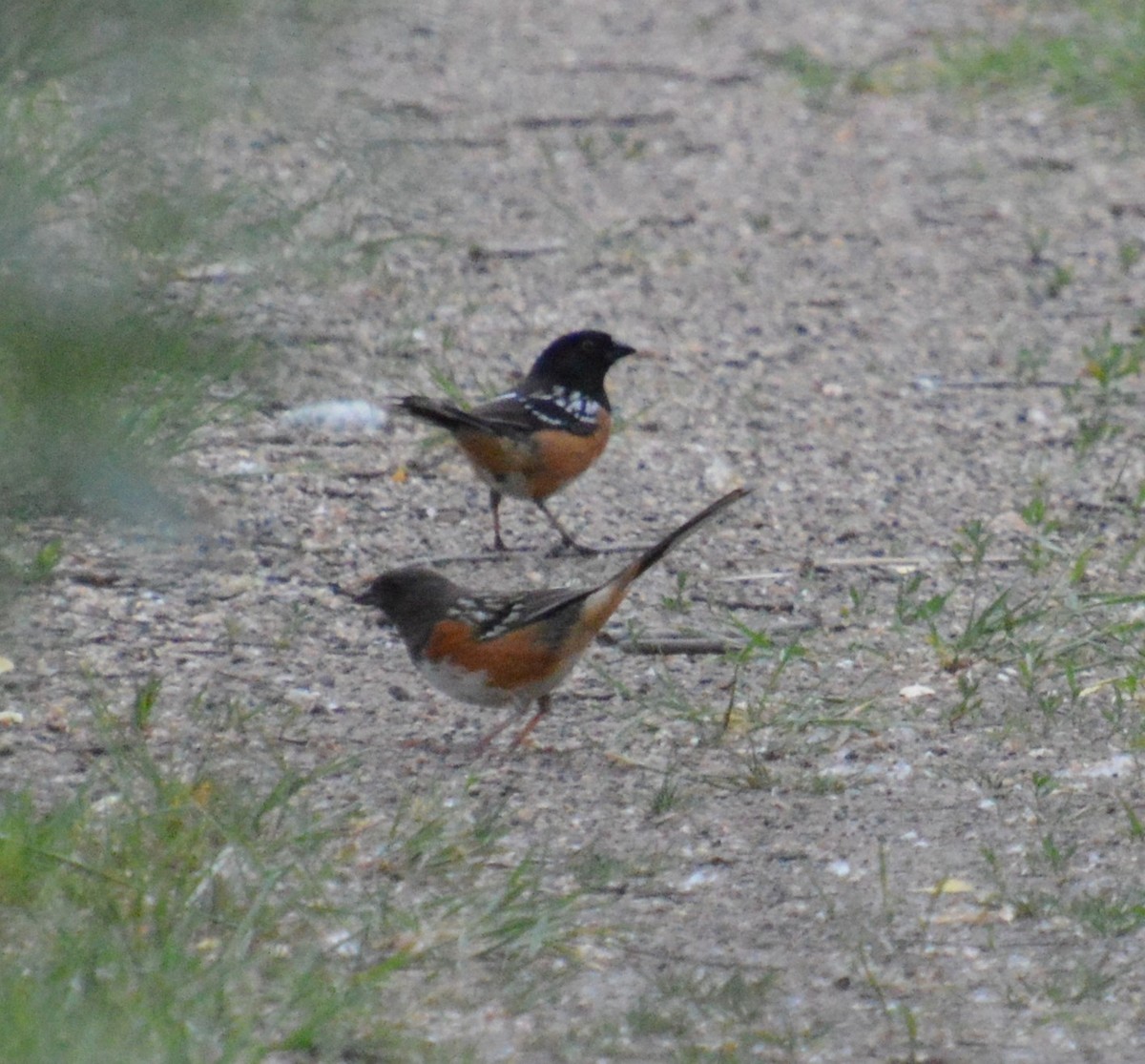 Spotted Towhee - ML620459433
