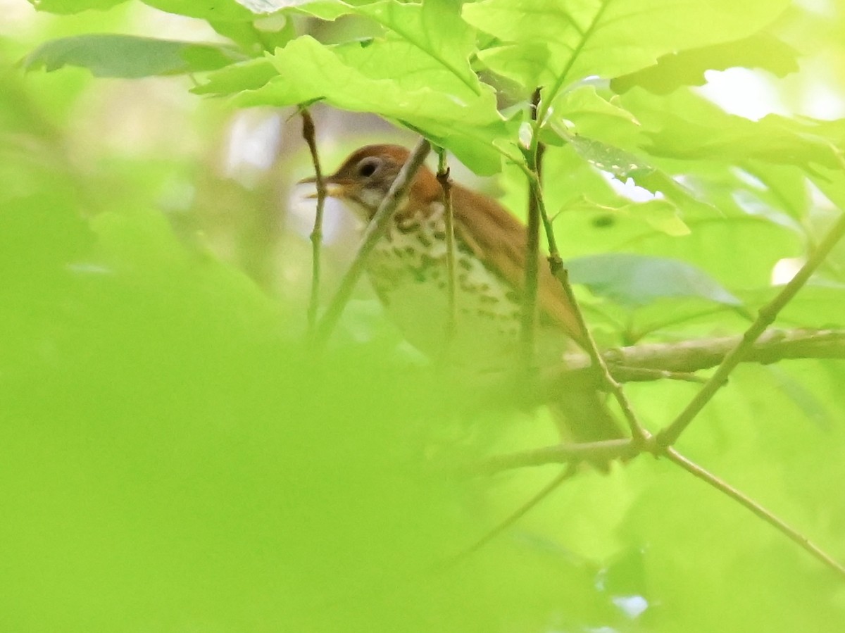 Wood Thrush - Vivian Fung