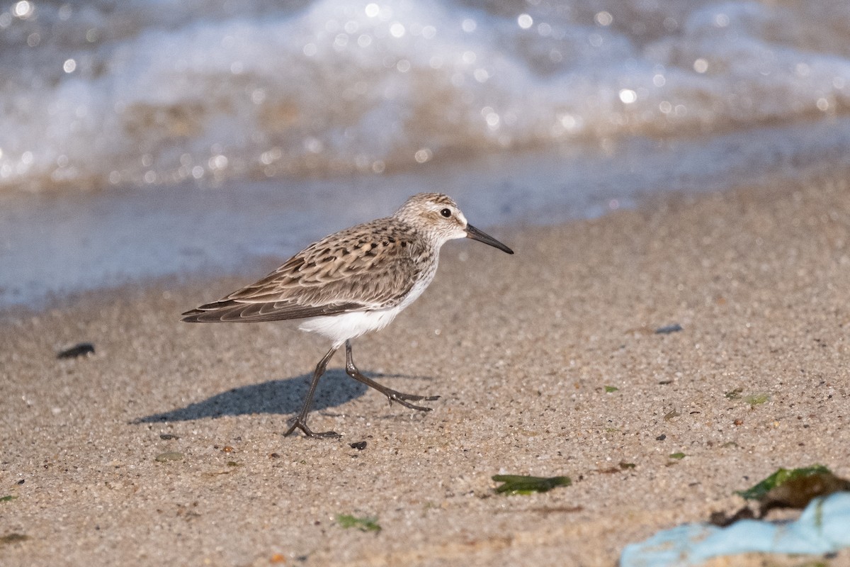 White-rumped Sandpiper - ML620459437