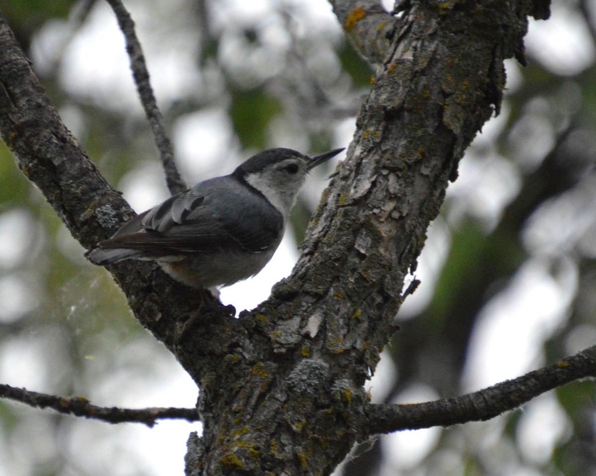 White-breasted Nuthatch - ML620459439