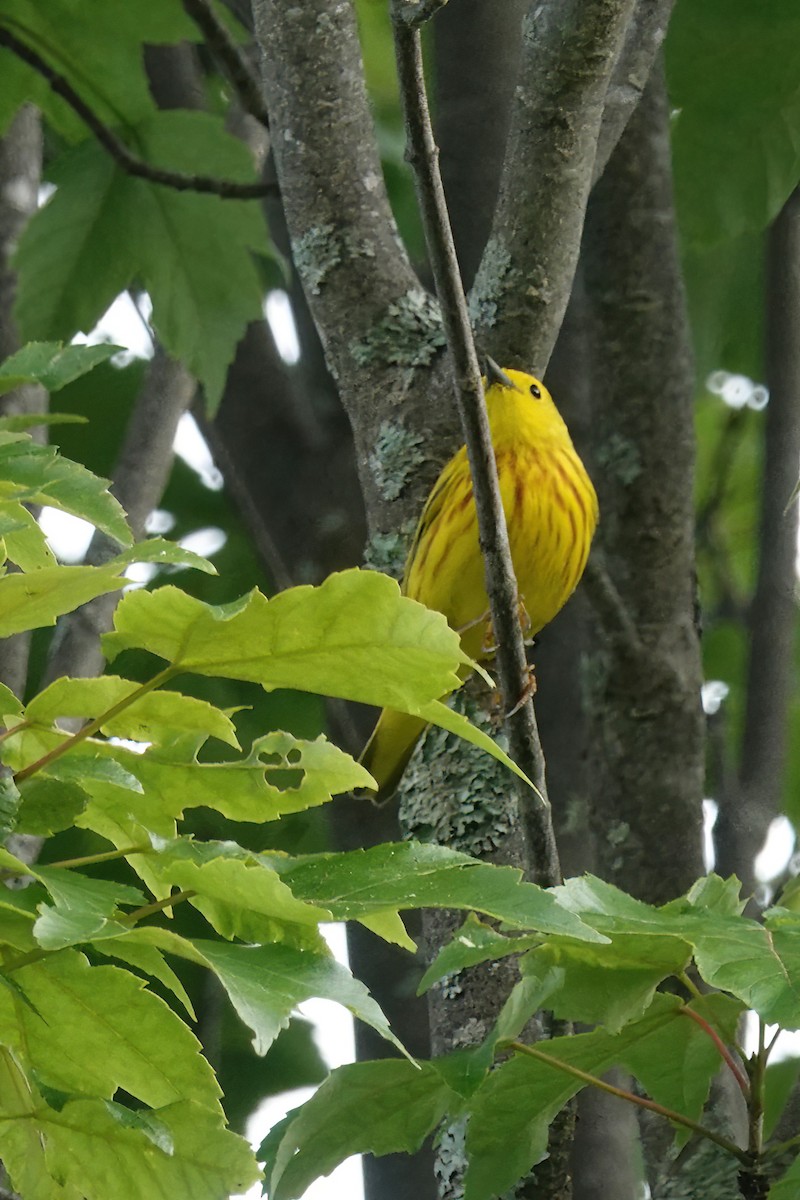 Yellow Warbler - ML620459440