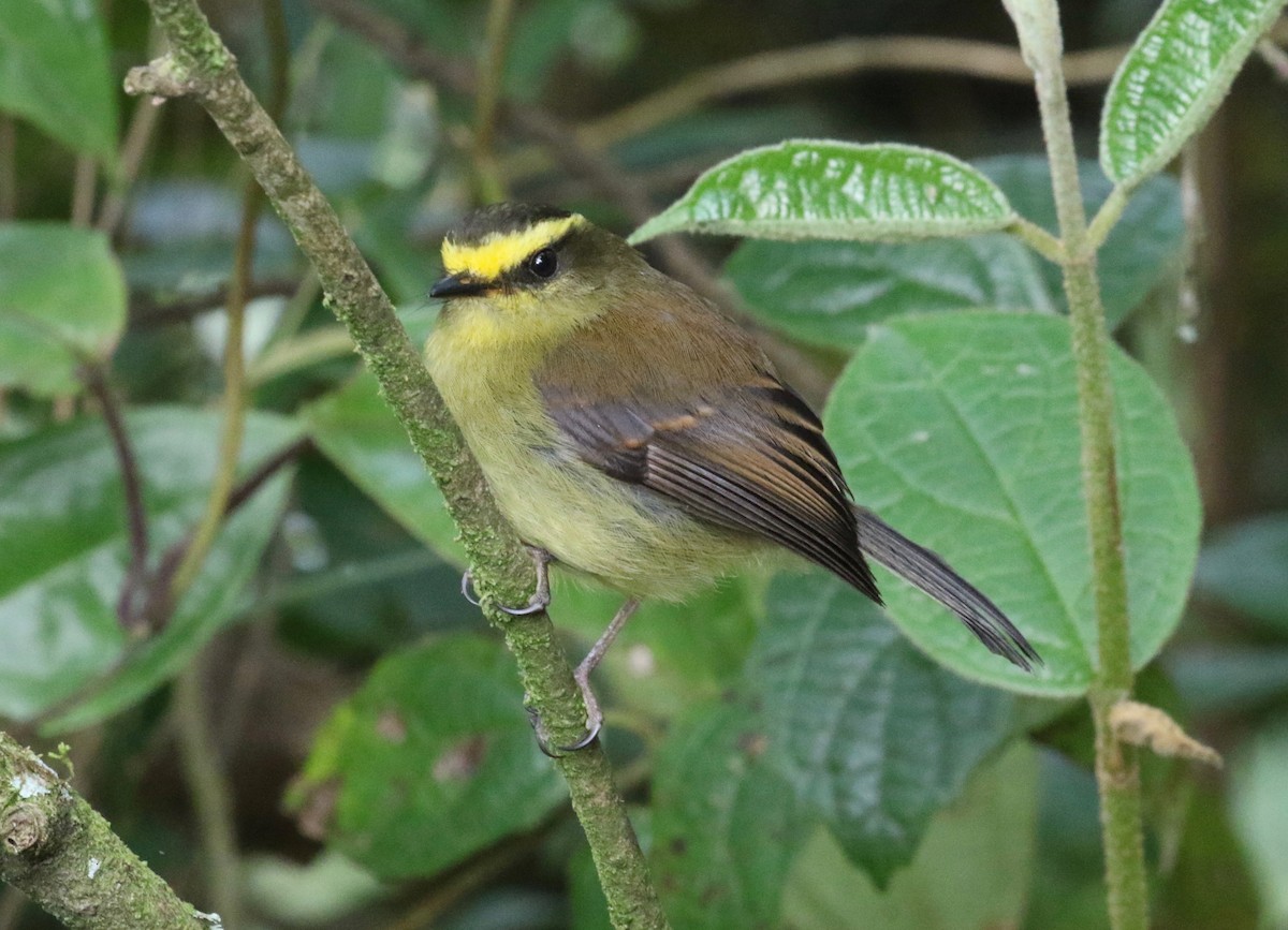 Yellow-bellied Chat-Tyrant - ML620459441