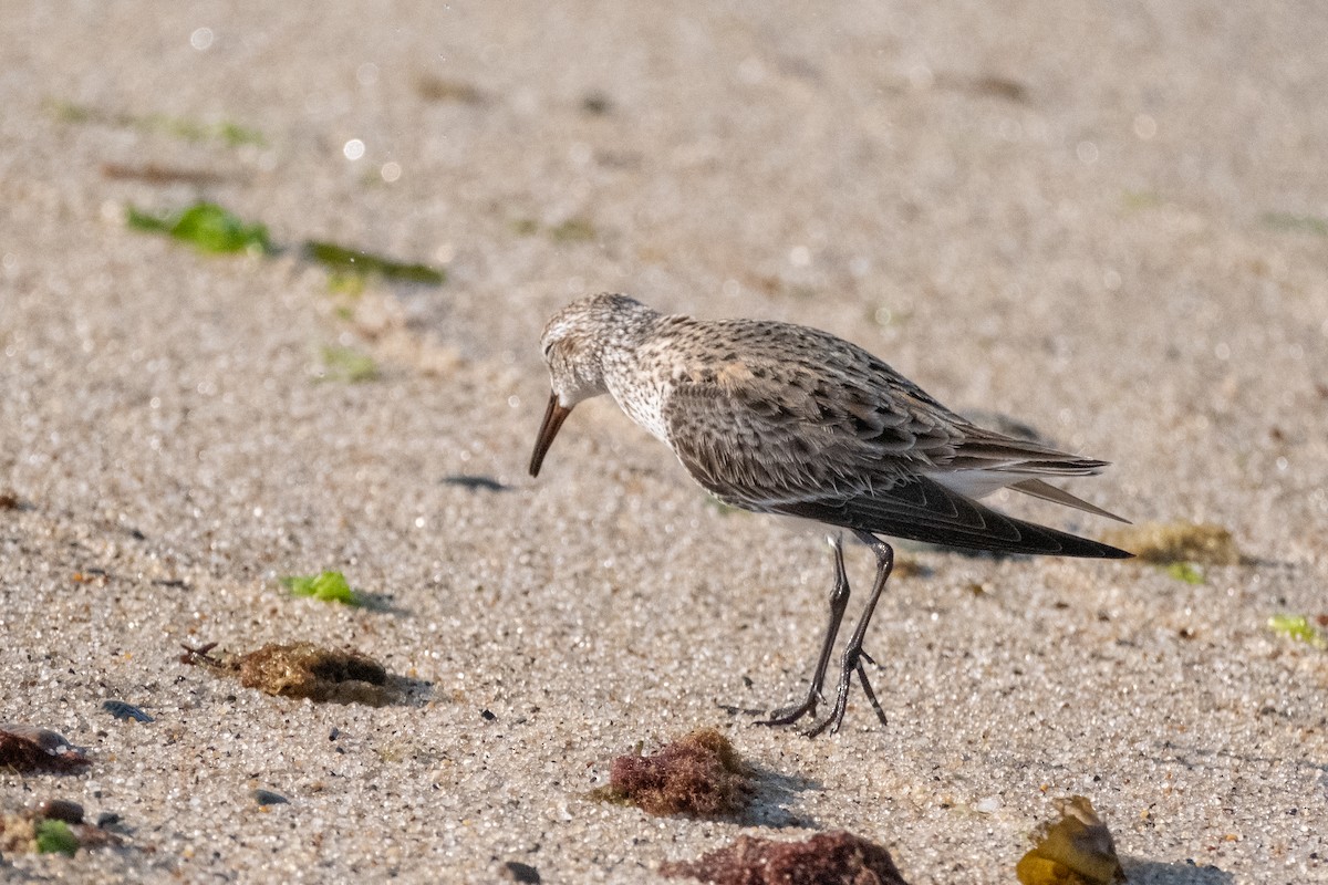 Weißbürzel-Strandläufer - ML620459443