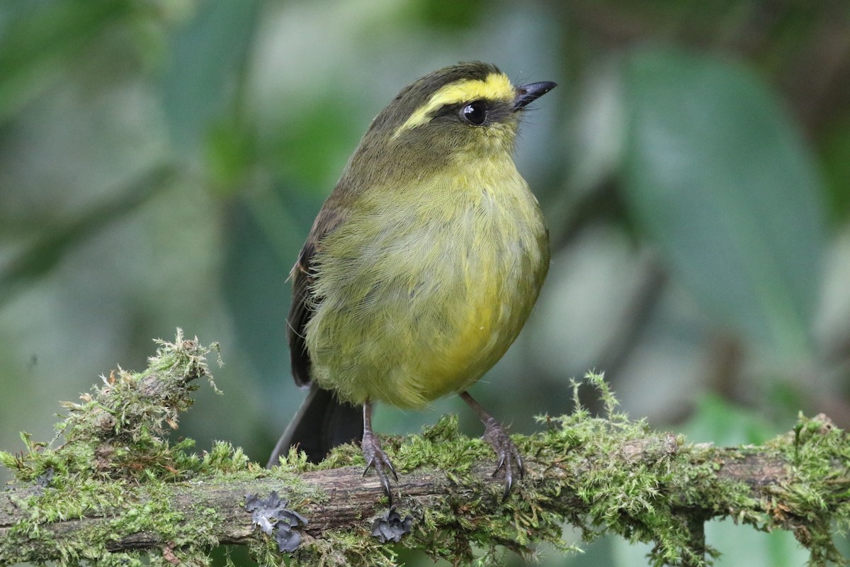 Yellow-bellied Chat-Tyrant - ML620459445