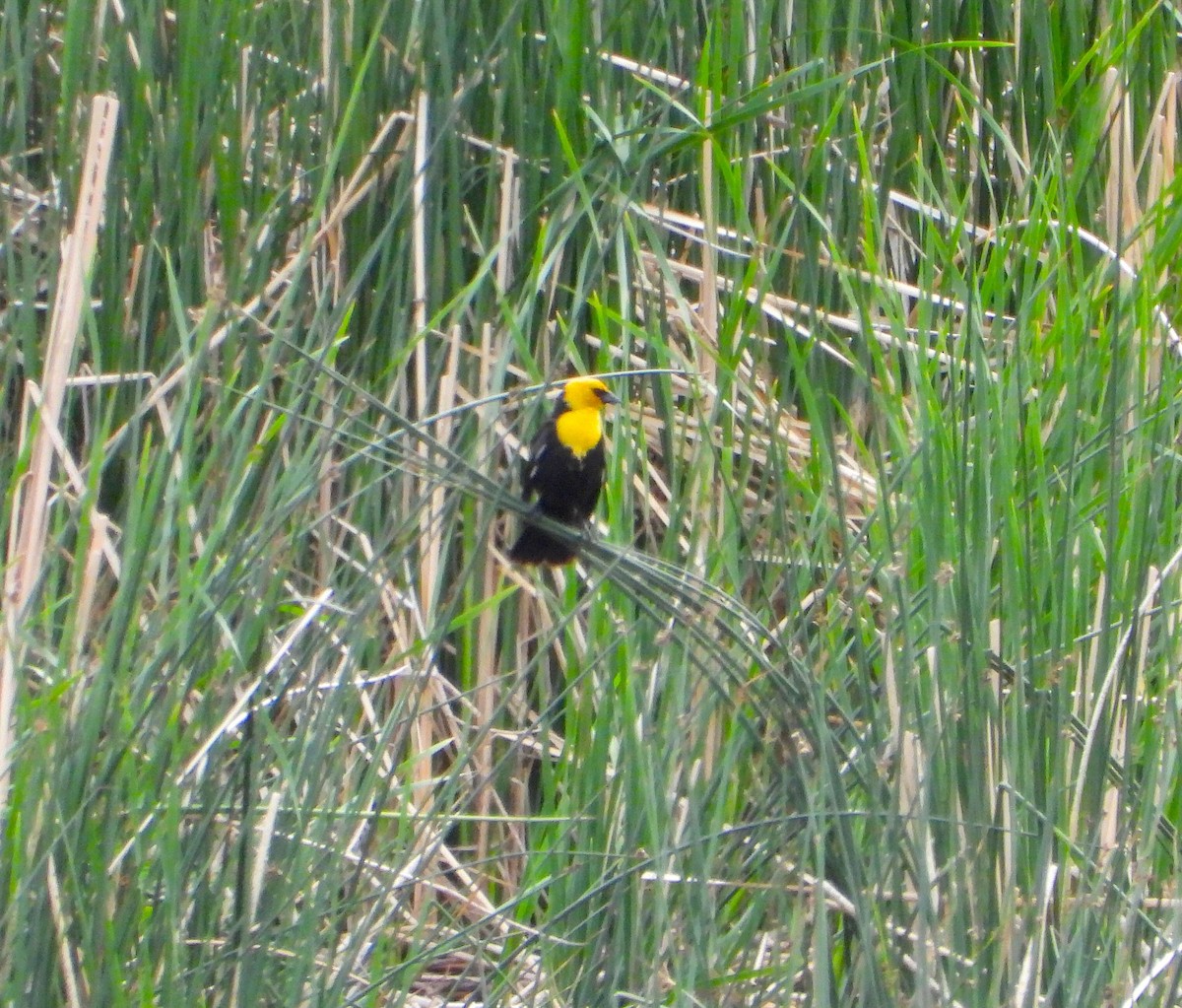 Yellow-headed Blackbird - ML620459446